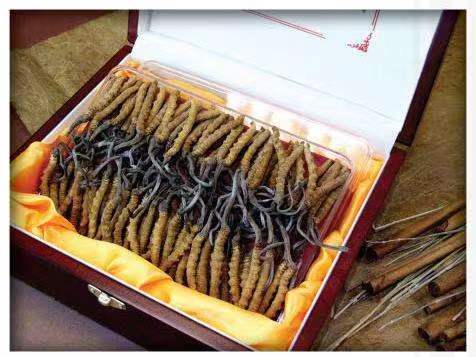 屏南冬虫夏草回收